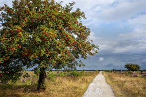 Drenthe- Bike rentals