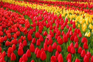 Keukenhof bike rentals