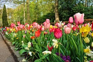 Keukenhof bike rentals