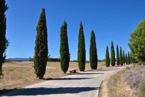 Tuscany Bike Rentals