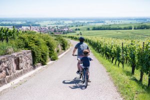 Alsace bike rental