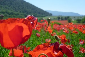 Umbria bike rentals