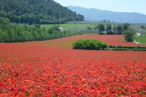 Tuscany bike rentals