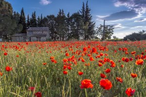 Bike rentals Languedoc